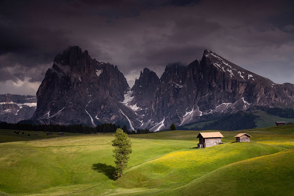 Wall Art Painting id:517971, Name: Europe-Italy-South Tirol-Alpine meadows with the Sasso Lungo and Sasso Piatto Mountains, Artist: Jaynes Gallery