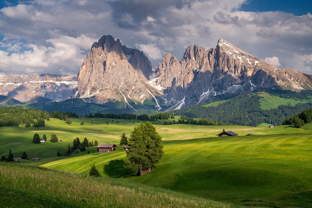 Wall Art Painting id:517972, Name: Europe-Italy-South Tirol-Alpine meadows with the Sasso Lungo and Sasso Piatto Mountains, Artist: Jaynes Gallery