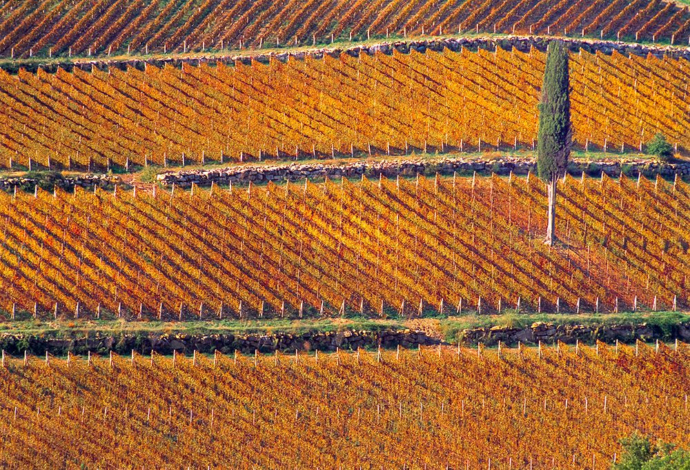 Wall Art Painting id:517979, Name: Europe-Italy-Tuscany-Vineyard in fall color and cypress tree, Artist: Jaynes Gallery