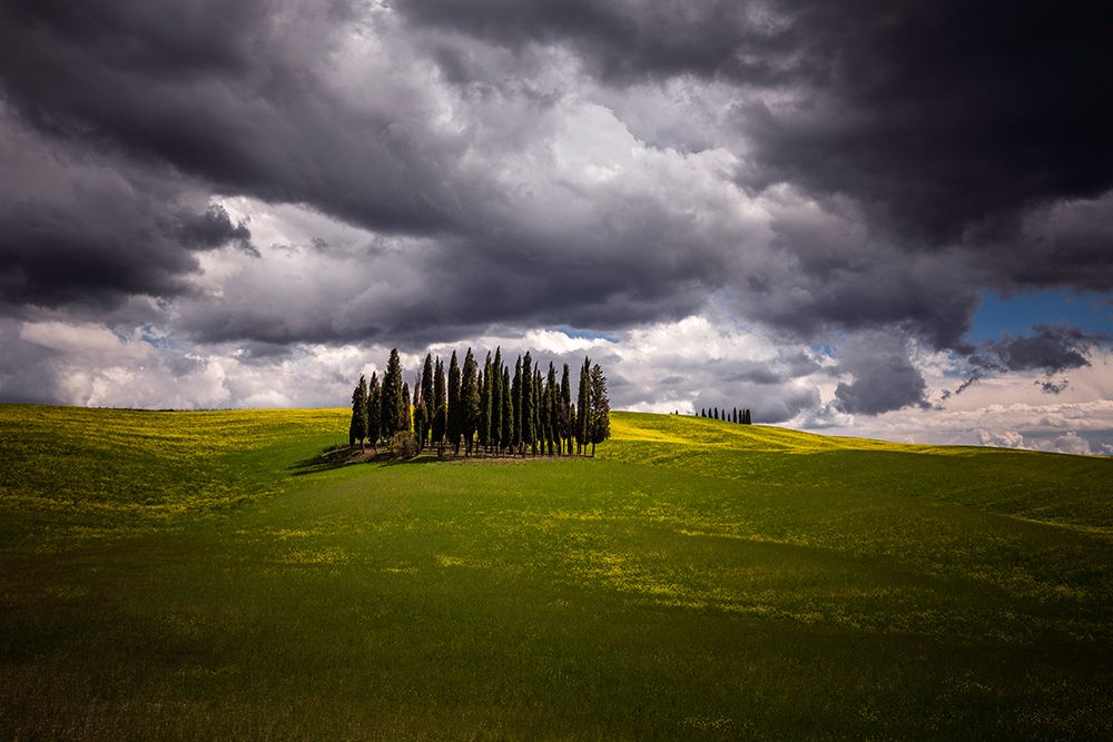 Wall Art Painting id:518012, Name: Europe-Italy-Tuscany-Val d Orcia-Cypress grove and farmland, Artist: Jaynes Gallery