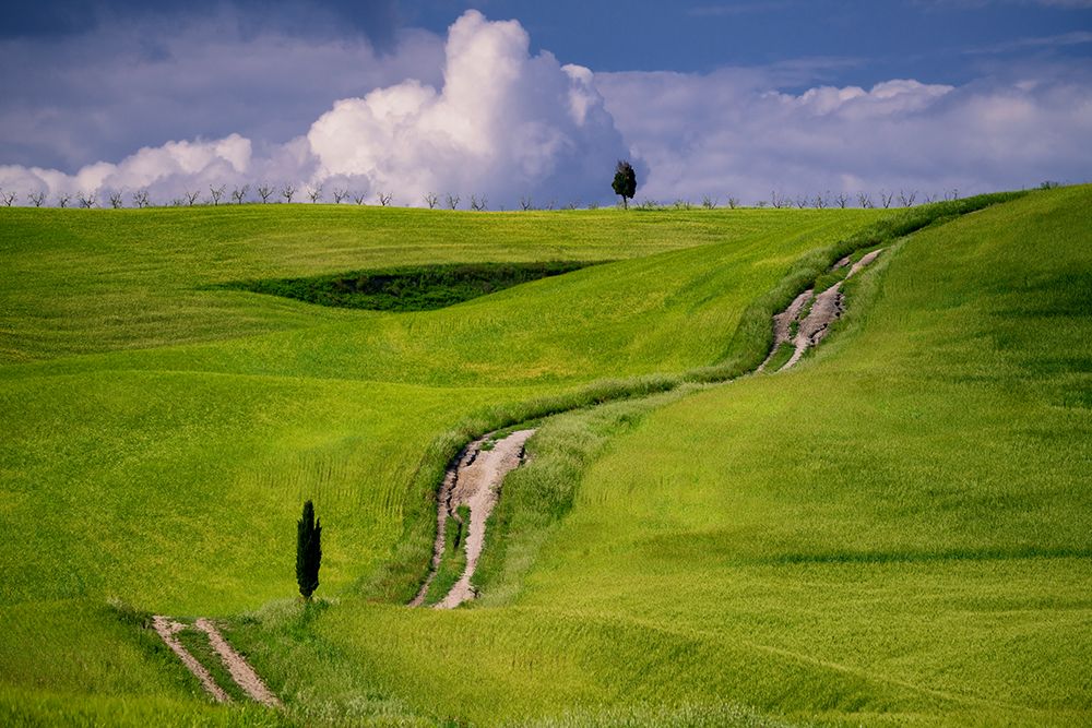 Wall Art Painting id:518013, Name: Europe-Italy-Tuscany-Val d Orcia-Cypress tree and winding road in farmland hills, Artist: Jaynes Gallery