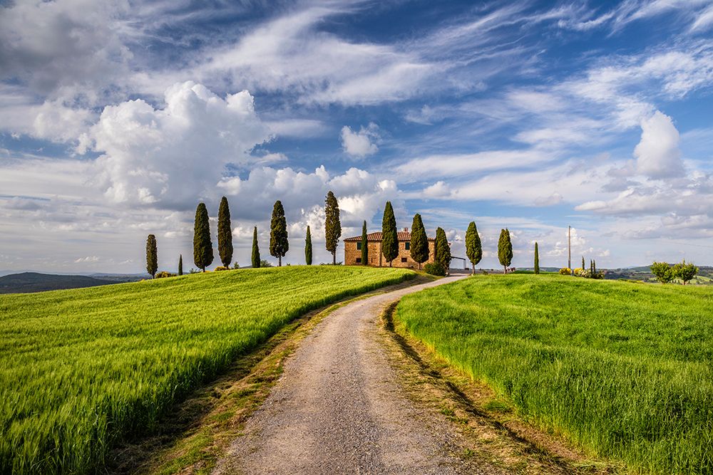 Wall Art Painting id:518016, Name: Europe-Italy-Tuscany-Val d Orcia-Road to Il Cipressini farmhouse, Artist: Jaynes Gallery