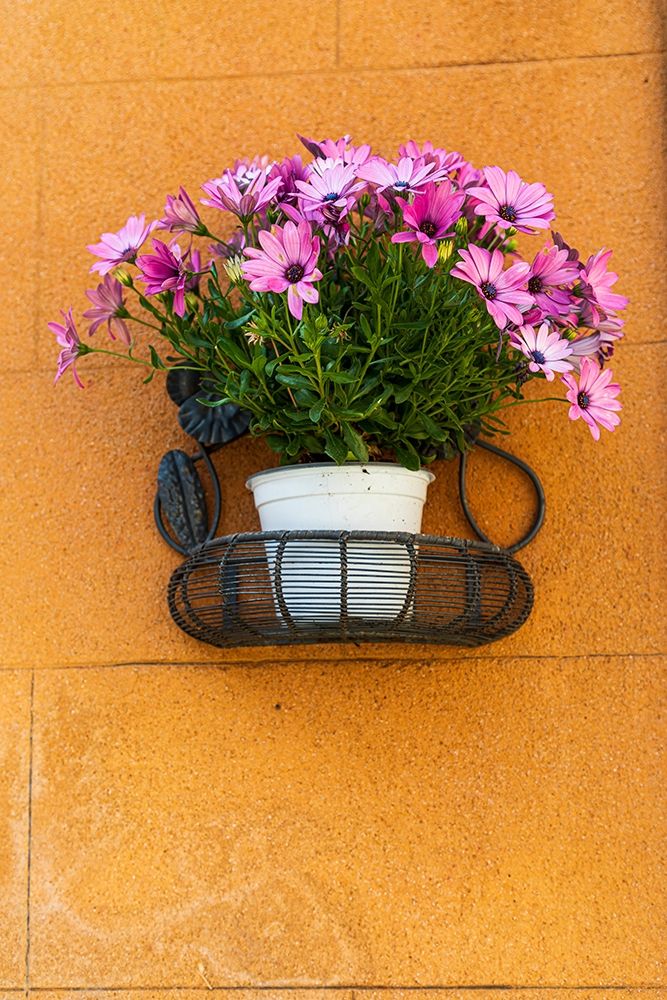 Wall Art Painting id:402937, Name: Trapani Province-Erice A pot of African Daisy flowers on wall in the ancient hill town of Erice, Artist: Wilson, Emily