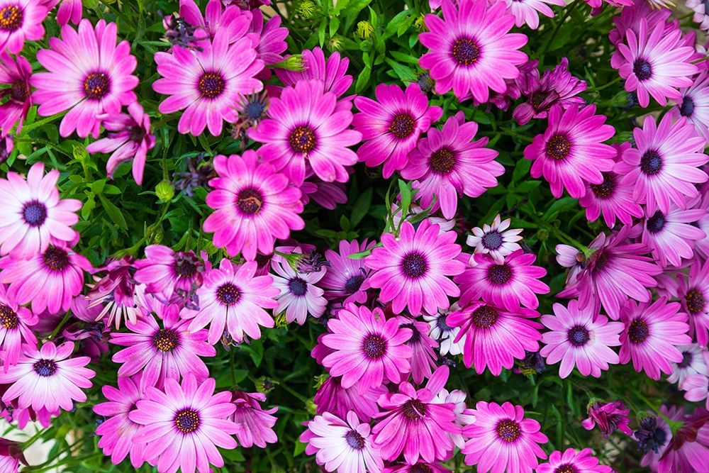 Wall Art Painting id:402938, Name: Trapani Province-Erice African Daisies in the ancient hill town of Erice, Artist: Wilson, Emily