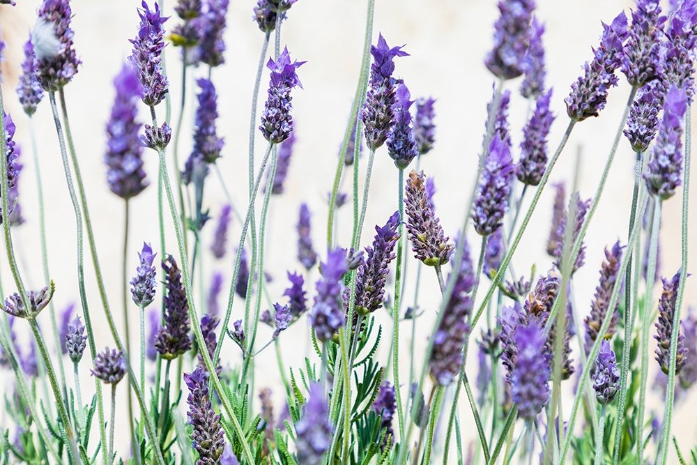 Wall Art Painting id:402951, Name: Lavender flowers on a white background, Artist: Wilson, Emily