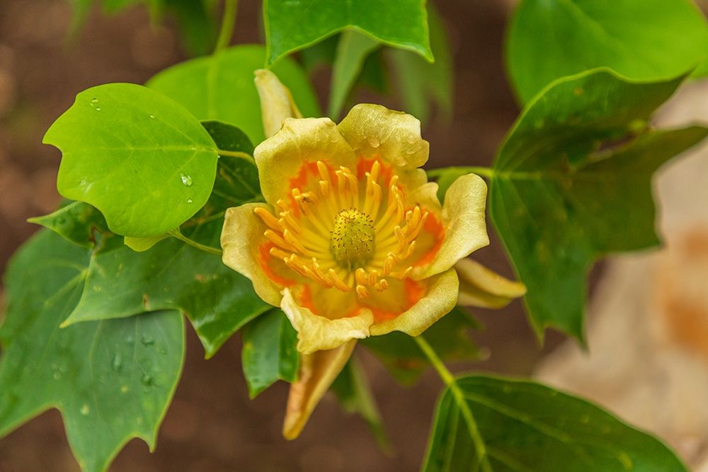 Wall Art Painting id:402960, Name: Italy-Apulia Yellow flower showing petals-stamen-and pistil, Artist: Wilson, Emily