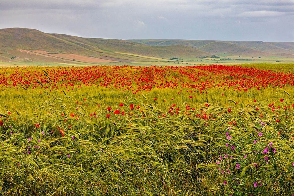 Wall Art Painting id:402961, Name: Italy-Apulia-Metropolitan City of Bari-Gravina in Puglia Large field of barley and poppies, Artist: Wilson, Emily