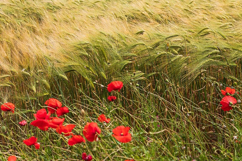 Wall Art Painting id:402966, Name: Italy-Apulia-Province of Taranto-Laterza Field of barley with poppies, Artist: Wilson, Emily