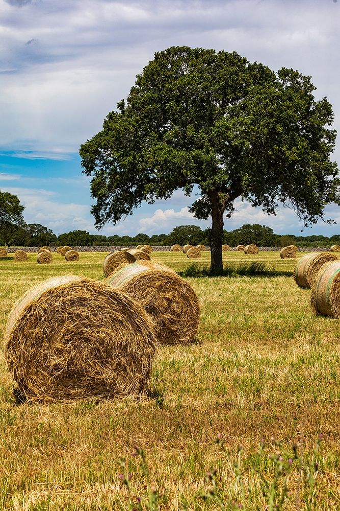 Wall Art Painting id:402969, Name: Italy-Apulia-Metropolitan City of Bari-Gioia del Colle Bales of hay in a field, Artist: Wilson, Emily