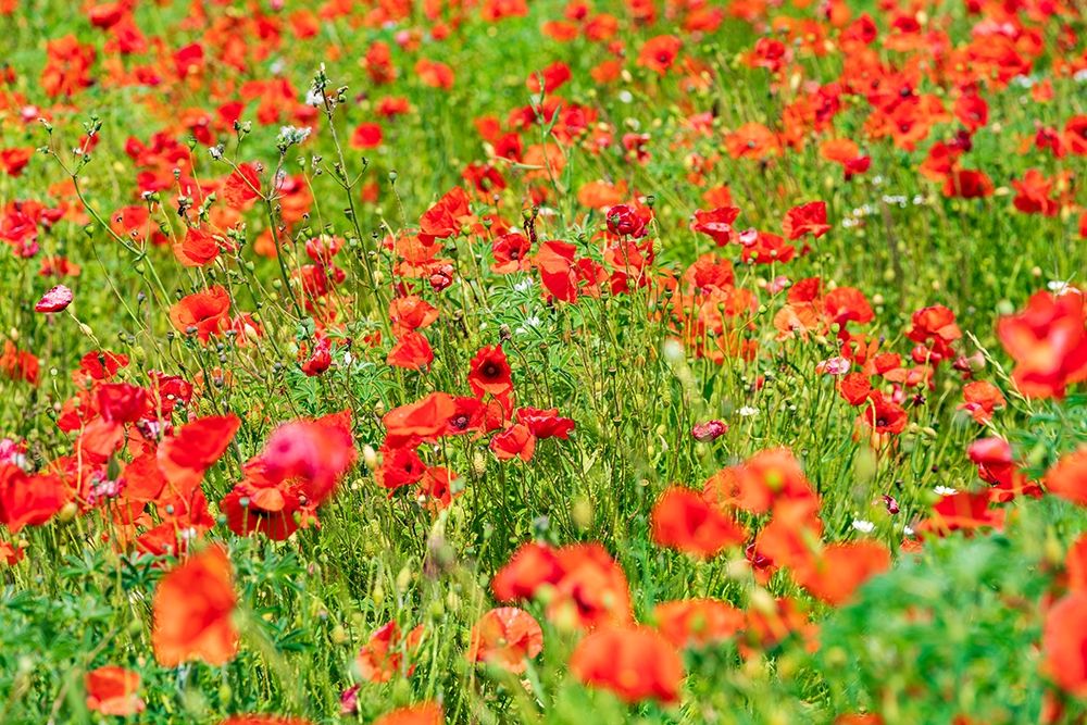 Wall Art Painting id:402973, Name: Italy-Apulia-Metropolitan City of Bari-Locorotondo Field of poppies, Artist: Wilson, Emily