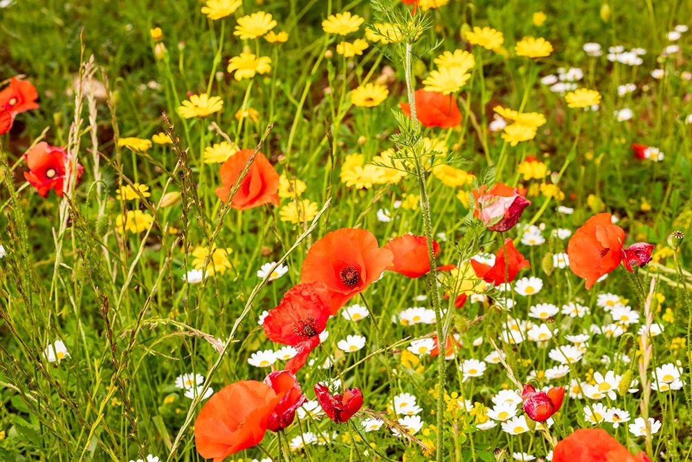 Wall Art Painting id:402975, Name: Italy-Apulia-Province of Bari Countryside with poppies and other wildflowers, Artist: Wilson, Emily