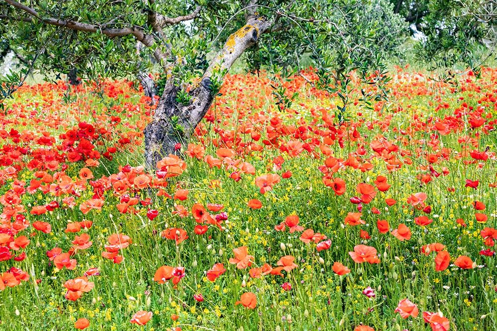 Wall Art Painting id:402976, Name: Italy-Apulia-Province of Bari Countryside with poppies and olive trees, Artist: Wilson, Emily