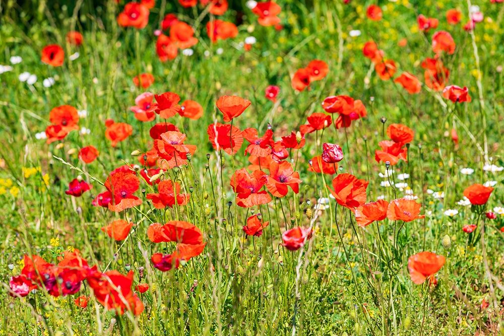 Wall Art Painting id:402977, Name: Italy-Apulia-Province of Bari Countryside with poppies , Artist: Wilson, Emily