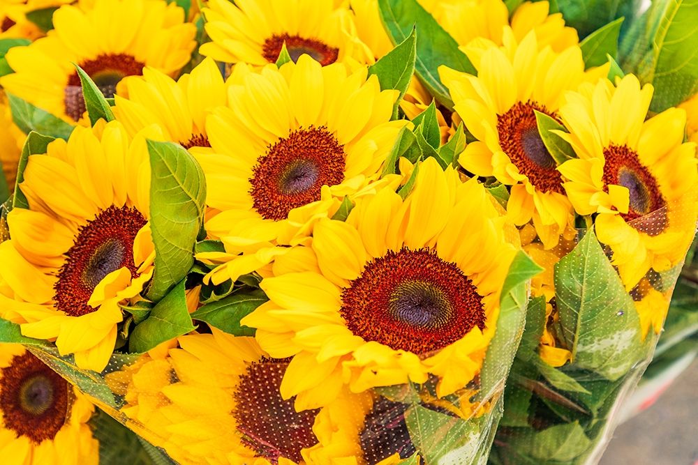 Wall Art Painting id:402981, Name: Italy-Apulia-Metropolitan City of Bari-Locorotondo Sunflowers for sale in an outdoor market, Artist: Wilson, Emily