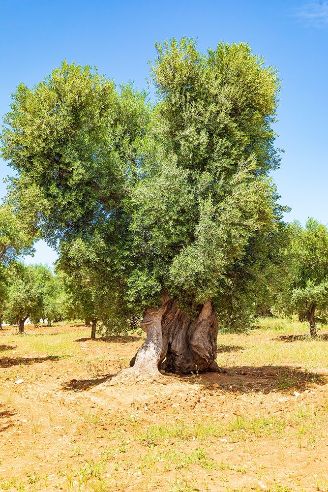 Wall Art Painting id:402985, Name: Italy-Apulia-Province of Brindisi-Ostuni Huge ancient olive tree, Artist: Wilson, Emily