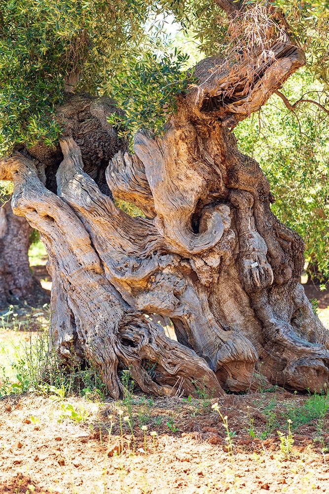 Wall Art Painting id:402986, Name: Italy-Apulia-Province of Brindisi-Ostuni Huge ancient olive tree, Artist: Wilson, Emily