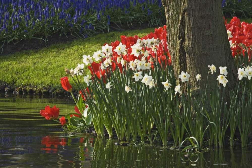 Wall Art Painting id:127488, Name: Netherlands, Lisse Flowers by ponds edge, Artist: Flaherty, Dennis