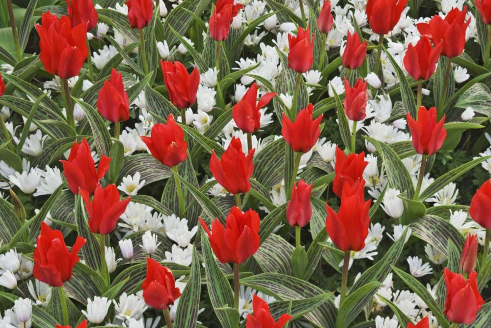 Wall Art Painting id:127591, Name: Netherlands, Lisse Tulips and other flowers, Artist: Flaherty, Dennis