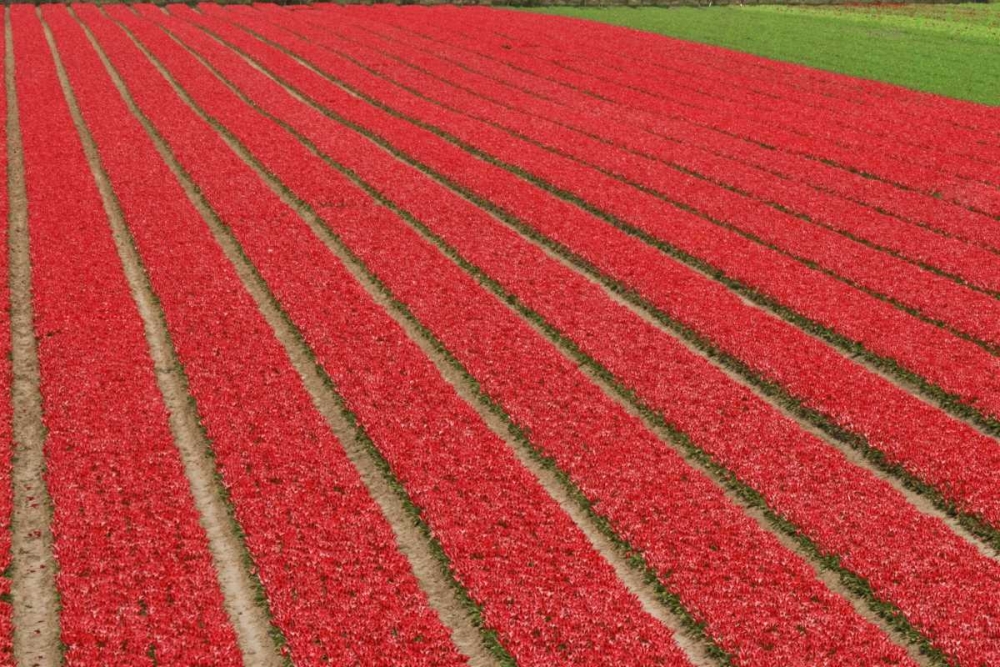 Wall Art Painting id:127875, Name: Netherlands, Lisse Red tulips on a flower farm, Artist: Flaherty, Dennis