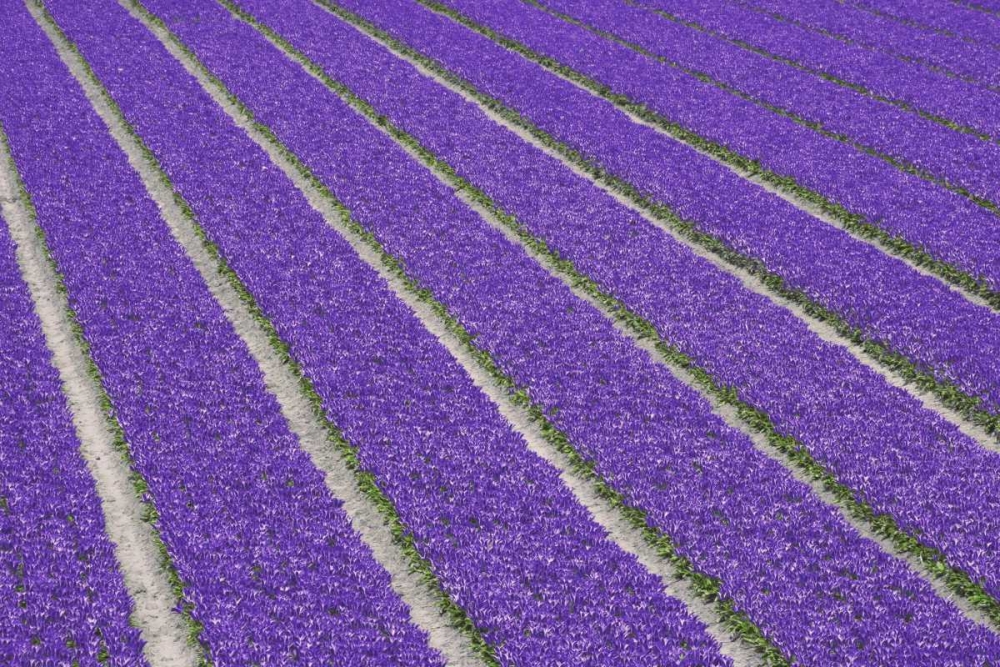 Wall Art Painting id:127671, Name: Netherlands, Lisse Purple tulips being grown, Artist: Flaherty, Dennis