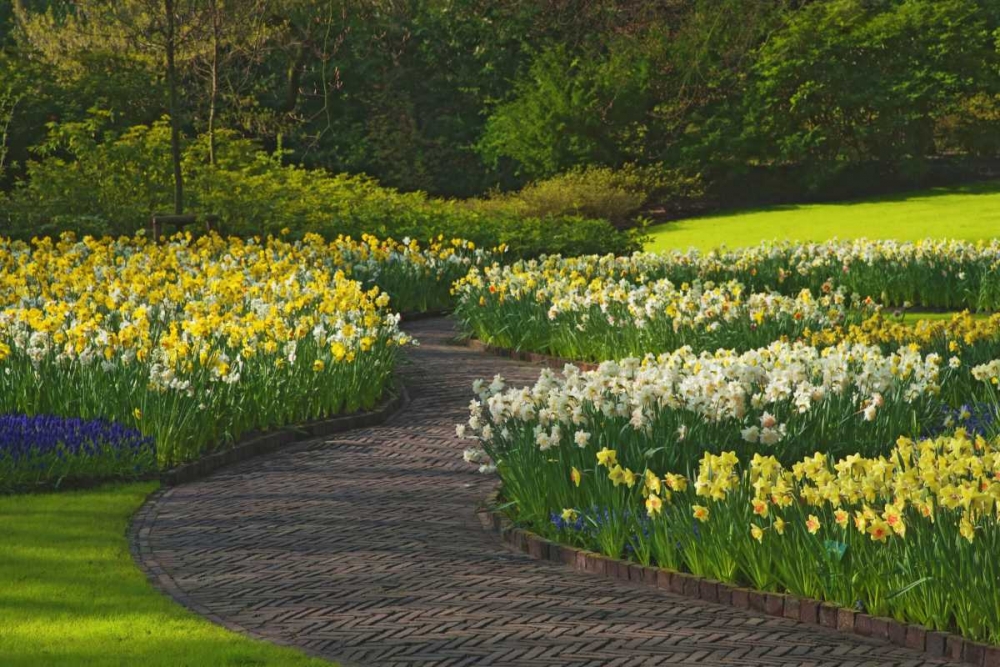 Wall Art Painting id:127521, Name: Netherlands, Lisse Path through daffodils, Artist: Flaherty, Dennis
