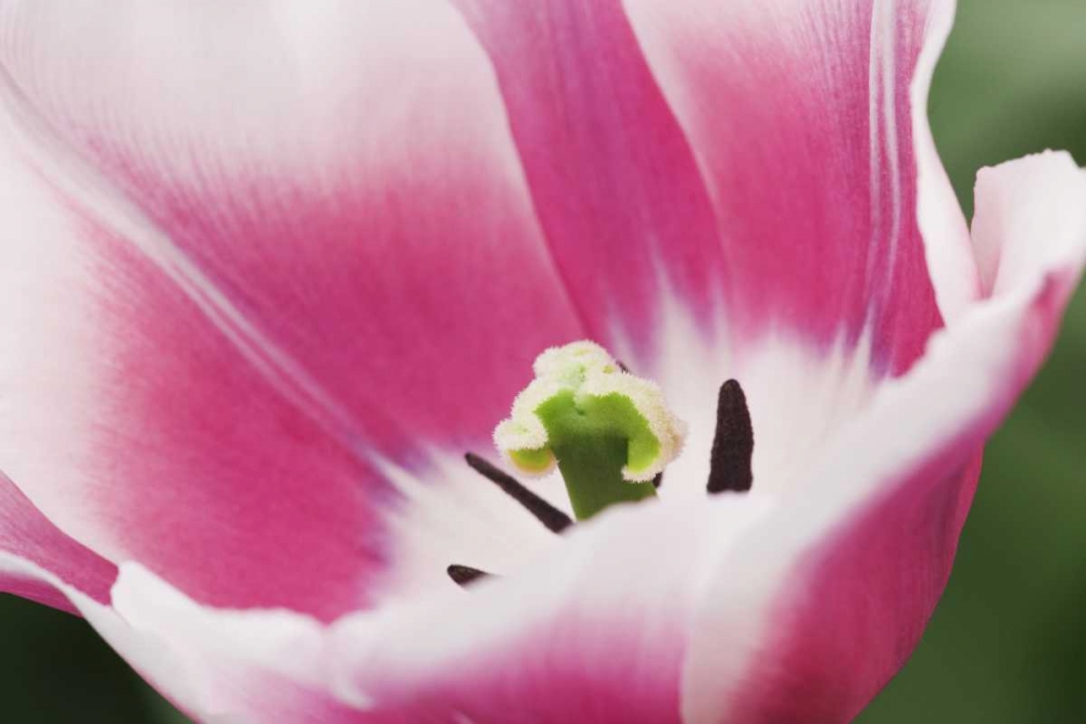 Wall Art Painting id:127454, Name: Holland, Lisse, Close up of a pink tulip, Artist: Flaherty, Dennis