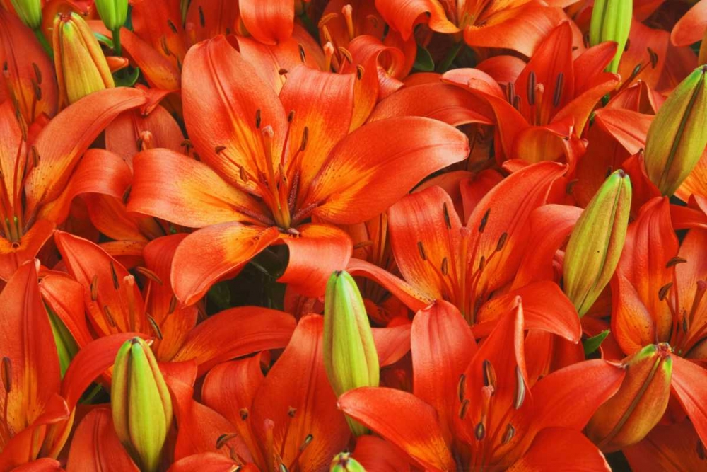 Wall Art Painting id:127589, Name: Holland, Lisse Orange lilies in the gardens, Artist: Flaherty, Dennis