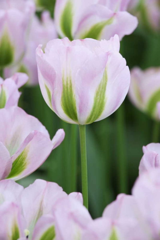 Wall Art Painting id:127430, Name: Holland, Lisse, Close up of pink tulips, Artist: Flaherty, Dennis