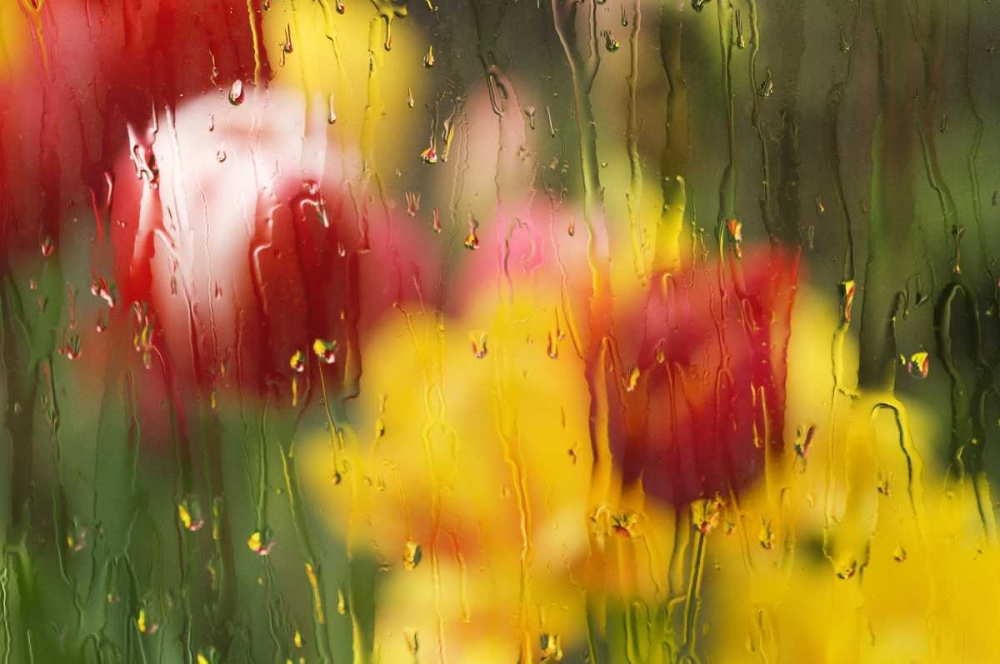 Wall Art Painting id:127059, Name: Europe, Netherlands Tulips through a wet window, Artist: Bush, Marie