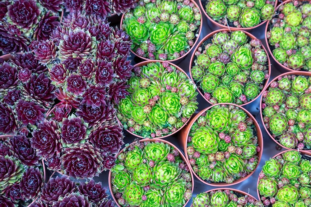 Wall Art Painting id:403161, Name: Netherlands-Amsterdam Close-up of succulents , Artist: Jaynes Gallery