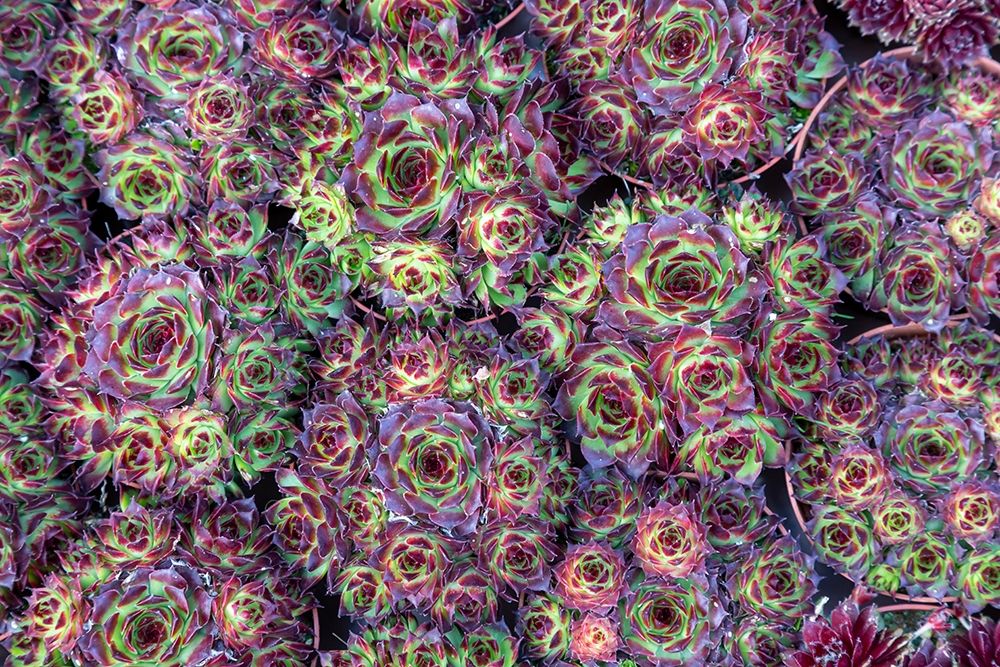 Wall Art Painting id:403162, Name: Netherlands-Amsterdam Close-up of succulents , Artist: Jaynes Gallery