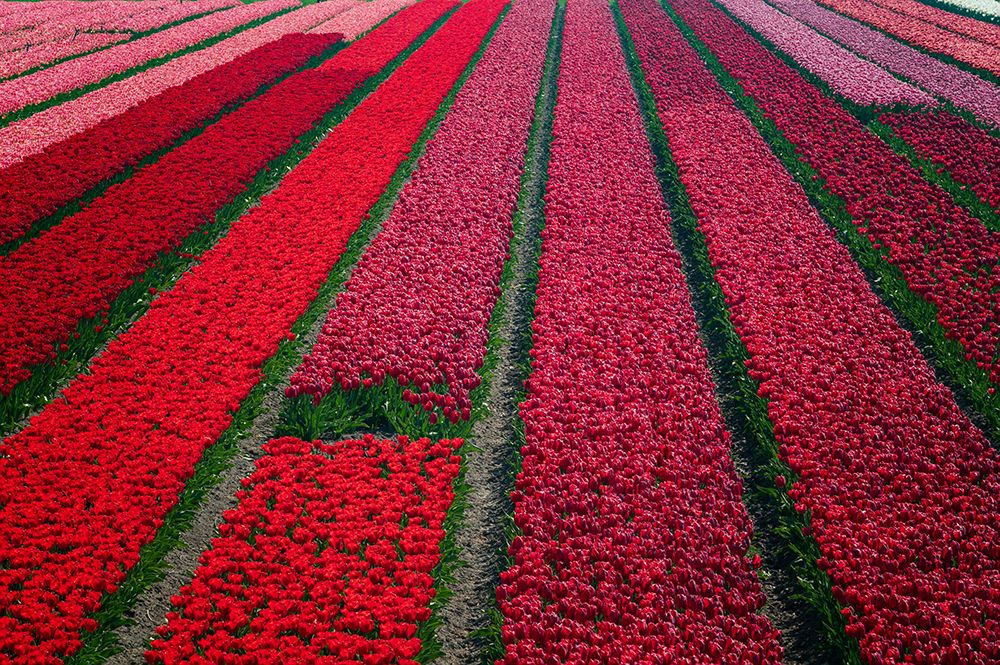 Wall Art Painting id:518090, Name: Europe-The Netherlands-Tulip field in the Beemster area, Artist: Jaynes Gallery