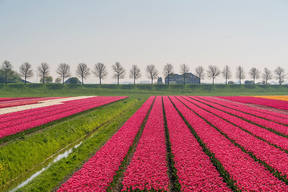 Wall Art Painting id:518091, Name: Europe-The Netherlands-Tulip field in the Beemster area, Artist: Jaynes Gallery