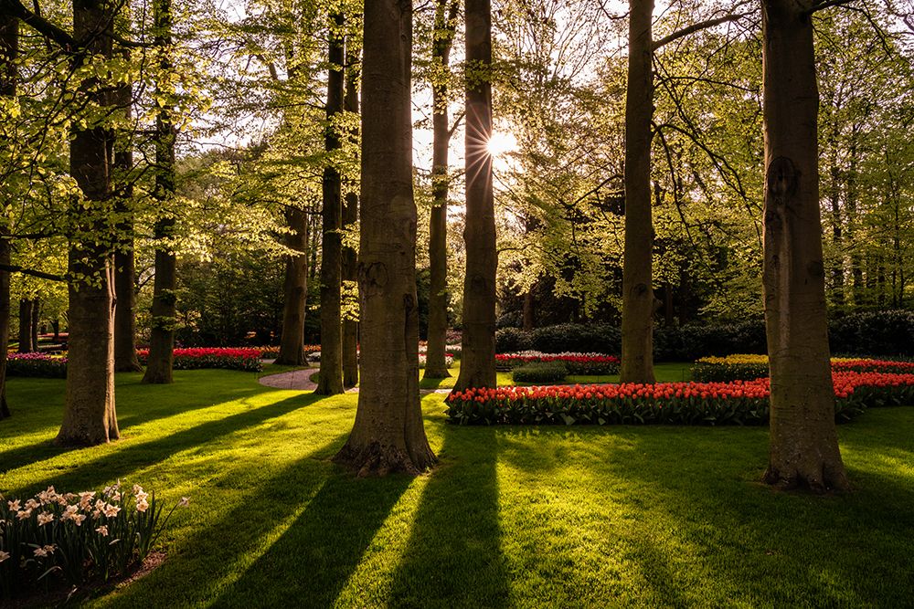 Wall Art Painting id:518094, Name: Europe-The Netherlands-Lisse-Keukenhof Gardens at sunrise, Artist: Jaynes Gallery