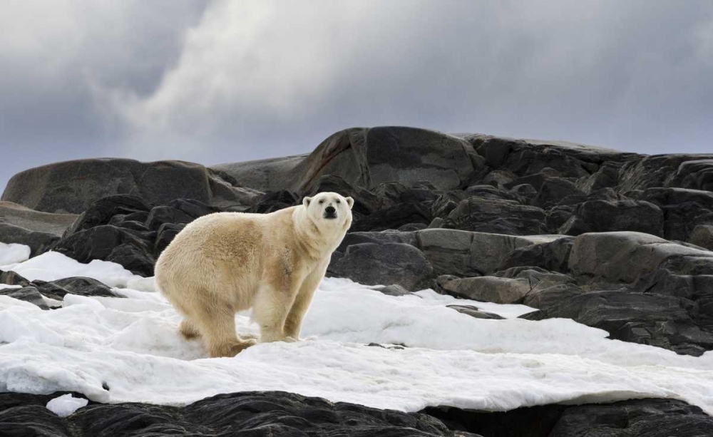 Wall Art Painting id:136178, Name: Norway, Svalbard Polar bear on snow, Artist: Young, Bill