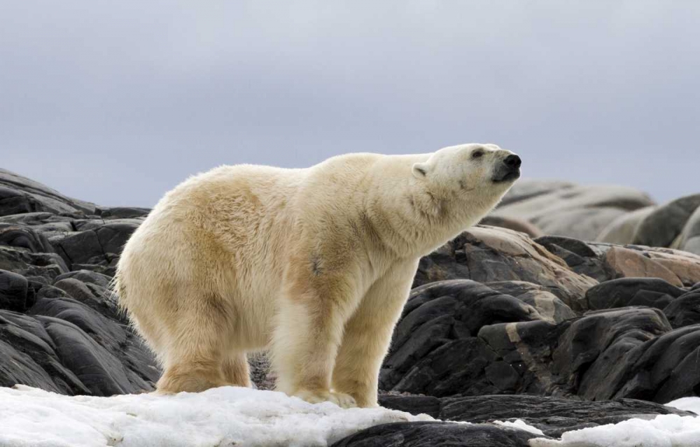 Wall Art Painting id:136180, Name: Norway, Svalbard Polar bear on snow, Artist: Young, Bill