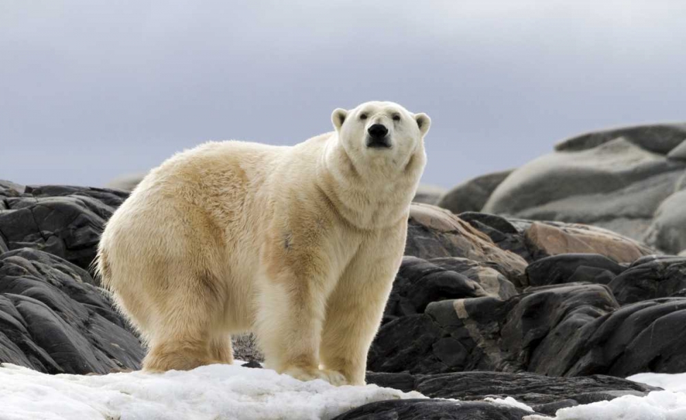 Wall Art Painting id:136181, Name: Norway, Svalbard Polar bear on snow, Artist: Young, Bill