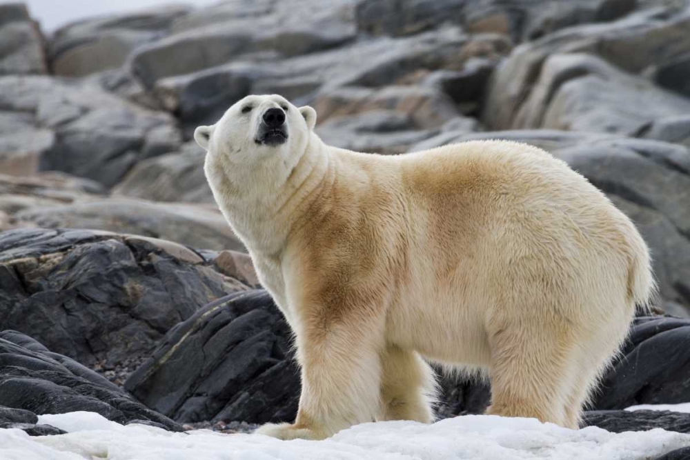 Wall Art Painting id:136182, Name: Norway, Svalbard Polar bear on snow, Artist: Young, Bill