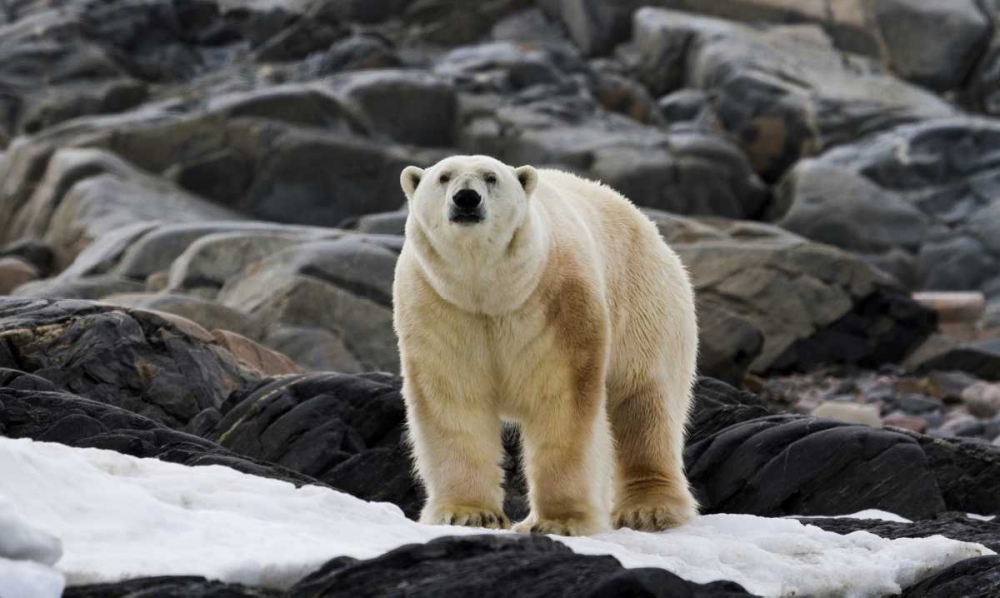 Wall Art Painting id:136183, Name: Norway, Svalbard Polar bear on snow, Artist: Young, Bill