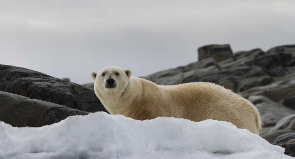 Wall Art Painting id:136184, Name: Norway, Svalbard Polar bear on snow, Artist: Young, Bill