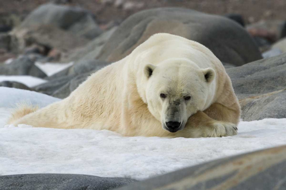 Wall Art Painting id:136258, Name: Norway, Svalbard Polar bear lying on snow, Artist: Young, Bill