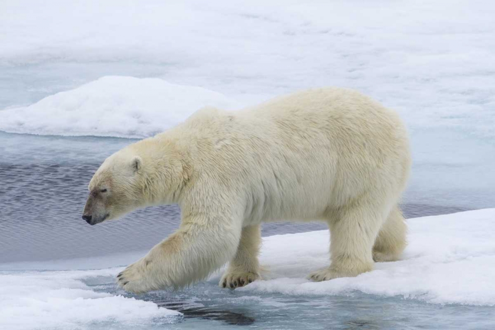 Wall Art Painting id:136208, Name: Norway, Svalbard Polar bear on sea ice, Artist: Young, Bill