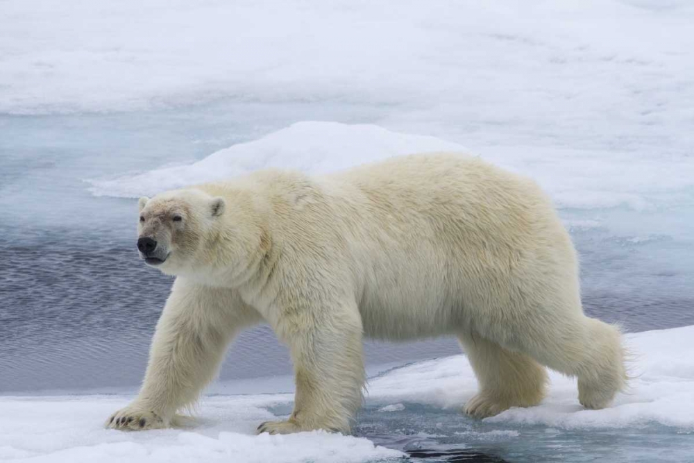 Wall Art Painting id:136209, Name: Norway, Svalbard Polar bear on sea ice, Artist: Young, Bill