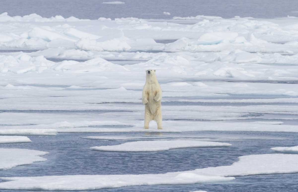 Wall Art Painting id:136210, Name: Norway, Svalbard Polar bear on sea ice, Artist: Young, Bill