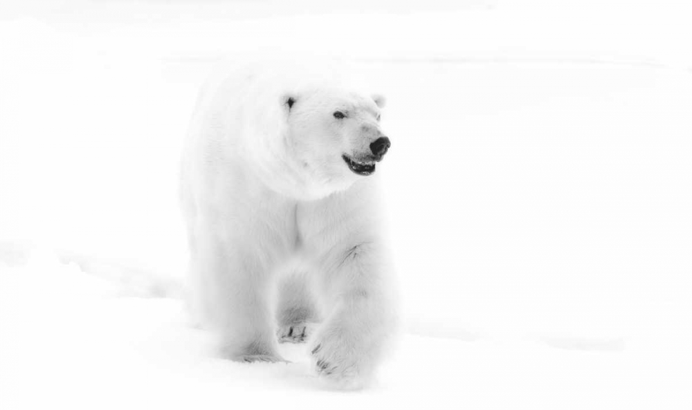 Wall Art Painting id:136186, Name: Norway, Svalbard Walking polar bear, Artist: Young, Bill