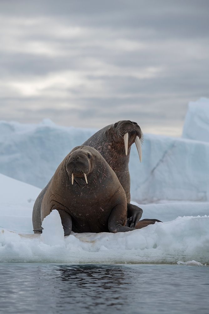 Wall Art Painting id:403166, Name: Norway-Svalbard-Nordaustlandet-Austfonna Walrus on ice, Artist: Hopkins, Cindy Miller