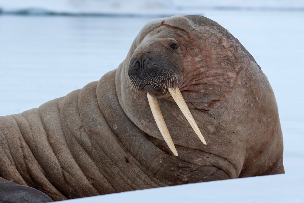 Wall Art Painting id:403167, Name: Norway-Svalbard-Nordaustlandet-Austfonna Walrus on ice, Artist: Hopkins, Cindy Miller