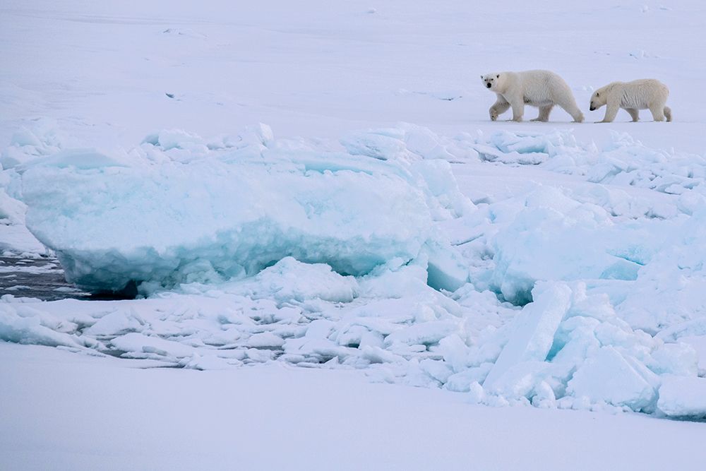 Wall Art Painting id:512577, Name: Norway-High Arctic Polar bear mother and cub on sea ice, Artist: Hopkins, Cindy Miller