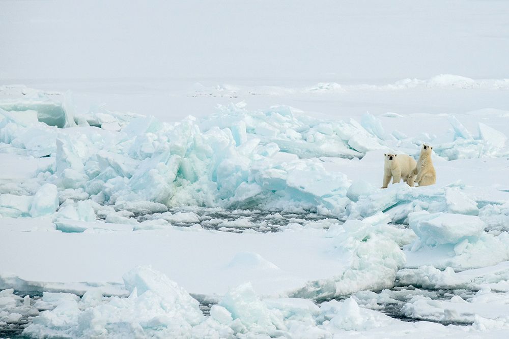 Wall Art Painting id:512578, Name: Norway-High Arctic Polar bear mother and cub on sea ice, Artist: Hopkins, Cindy Miller