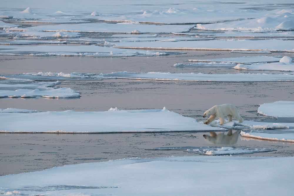 Wall Art Painting id:512583, Name: Norway-High Arctic Lone polar bear on sea ice at dusk, Artist: Hopkins, Cindy Miller